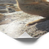 Prairie Dog Photo Print Foto Afdruk (Hoek)