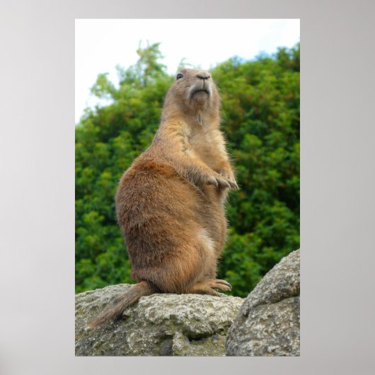 Prairie Dog Poster (Voorkant)