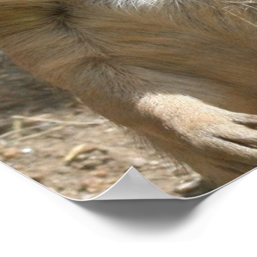 Prairie Dog Poster Print (Hoek)