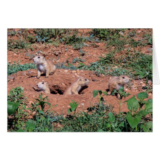 Prairie Dog pups (Voorkant Horizontaal)