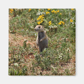 Prairie Dog Solo Magneet (Voorkant)