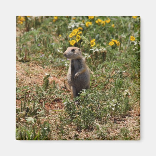 Prairie Dog Solo Magneet (Voorkant)