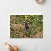 Prairie Dog Solo Notitiekaartje (Voorkant / Achterkant in situ)