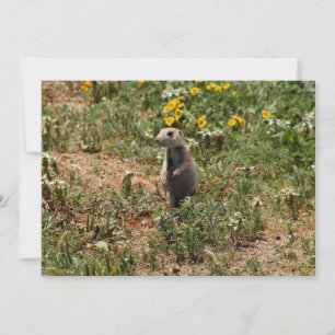 Prairie Dog Solo Notitiekaartje