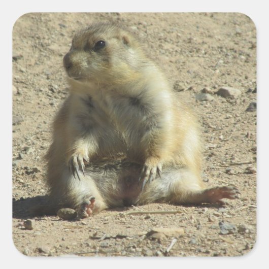 Prairie Dog Stickers (Voorkant)