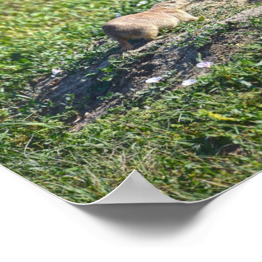 Prairie Dog Trio, Badlands National Park, Zuid-Afr Poster (Hoek)