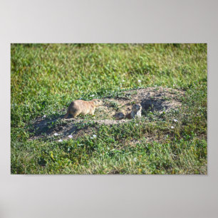 Prairie Dog Trio, Badlands National Park, Zuid-Afr Poster