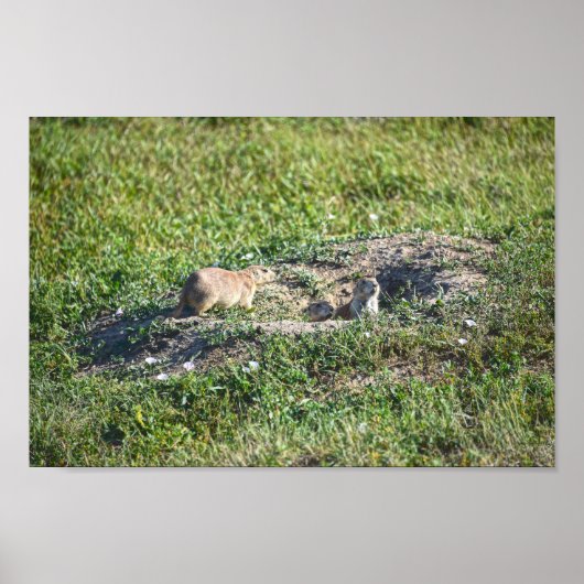 Prairie Dog Trio, Badlands National Park, Zuid-Afr Poster (Voorkant)