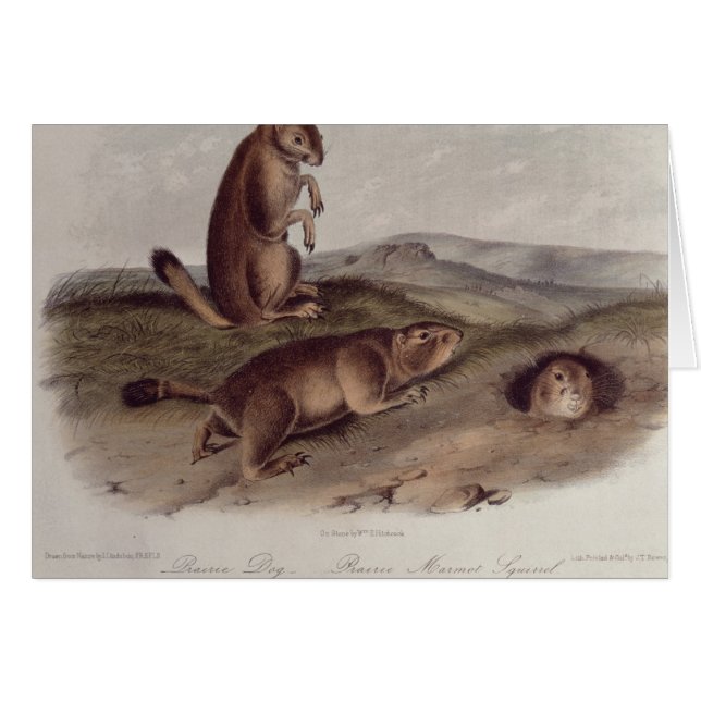 Prairie Dog uit 'Quadrupeds of North America' (Voorkant Horizontaal)