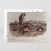Prairie Dog uit 'Quadrupeds of North America' Briefkaart (Voorkant / Achterkant)