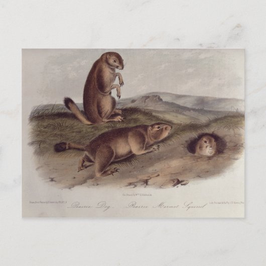 Prairie Dog uit 'Quadrupeds of North America' Briefkaart (Voorkant)