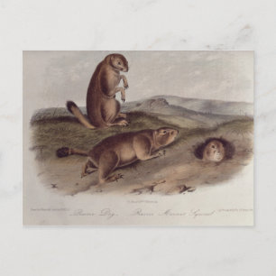 Prairie Dog uit 'Quadrupeds of North America' Briefkaart