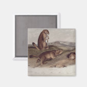 Prairie Dog uit 'Quadrupeds of North America' Magneet (Voorkant / Achterkant)