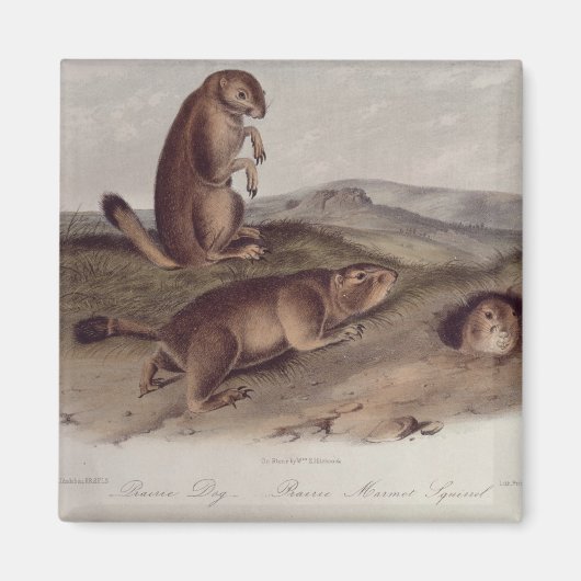 Prairie Dog uit 'Quadrupeds of North America' Magneet (Voorkant)
