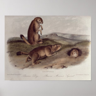 Prairie Dog uit 'Quadrupeds of North America' Poster