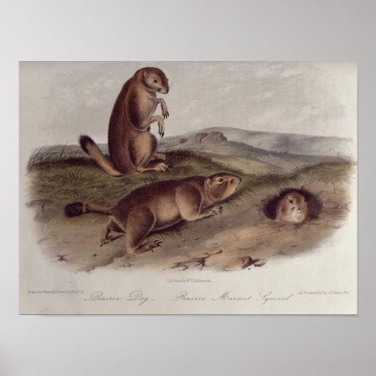 Prairie Dog uit 'Quadrupeds of North America' Poster (Voorkant)
