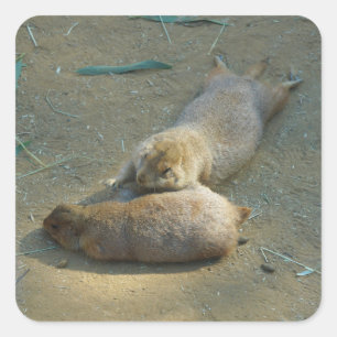 Prairie Dogs #1 Vierkante Sticker