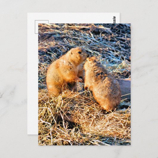 PRAIRIE DOGS BRIEFKAART (Voorkant / Achterkant)