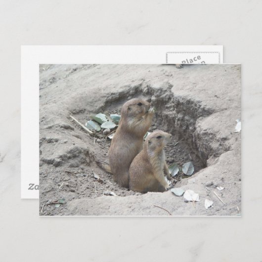 Prairie Dogs Briefkaart (Voorkant / Achterkant)