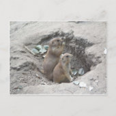 Prairie Dogs Briefkaart (Voorkant)