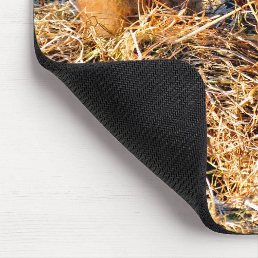 PRAIRIE DOGS MUISMAT (Hoek)