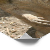 Prairie Dogs Poster Print (Hoek)