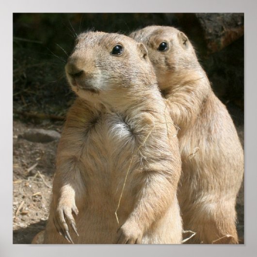 Prairie Dogs Poster Print (Voorkant)