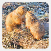 PRAIRIE DOGS VIERKANTE STICKER (Voorkant)