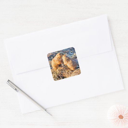 PRAIRIE DOGS VIERKANTE STICKER (Envelop)