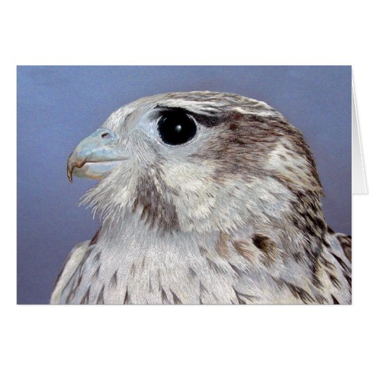 Prairie Falcon (Voorkant Horizontaal)