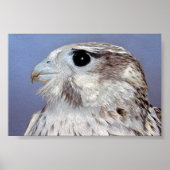 Prairie Falcon Poster (Voorkant)
