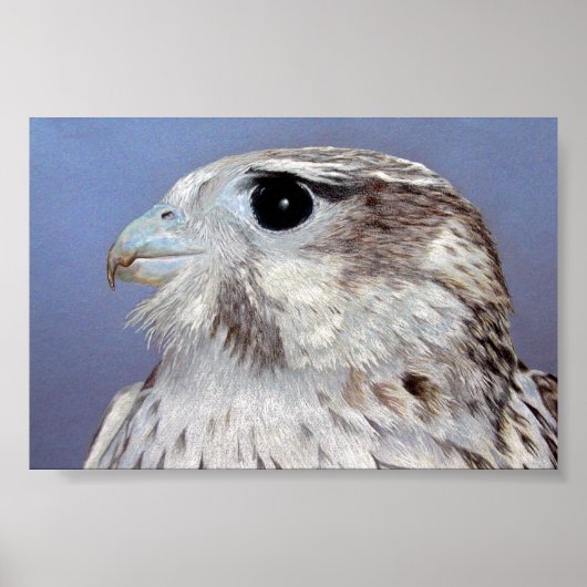 Prairie Falcon Poster (Voorkant)