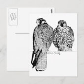 Prairie Falcons Briefkaart (Voorkant / Achterkant)
