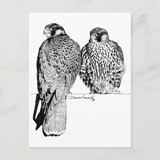 Prairie Falcons Briefkaart (Voorkant)