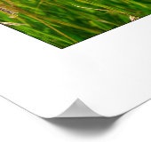 Prairie Flower Poster (Hoek)
