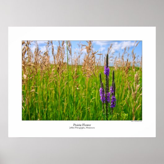 Prairie Flower Poster (Voorkant)