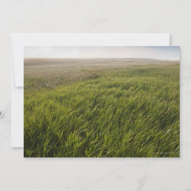 Prairie Grass (Voorkant)