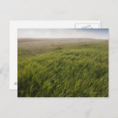 Prairie Grass Briefkaart (Voorkant / Achterkant)