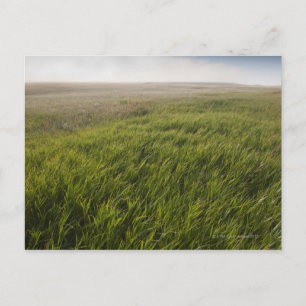 Prairie Grass Briefkaart