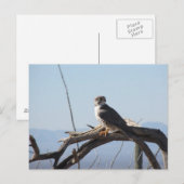 Prairie Hawk Briefkaart (Voorkant / Achterkant)