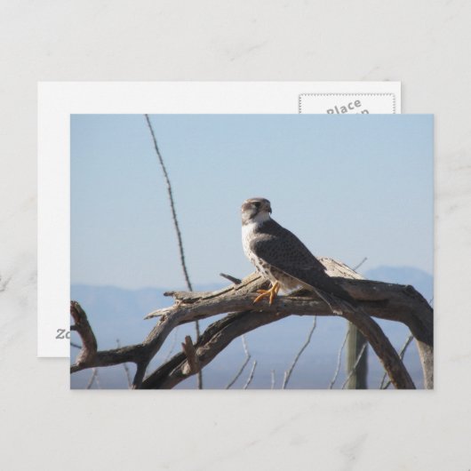 Prairie Hawk Briefkaart (Voorkant / Achterkant)