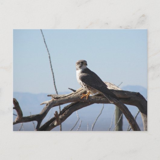 Prairie Hawk Briefkaart (Voorkant)