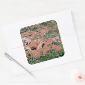 Prairie Hond Pups Vierkante Sticker (Envelop)