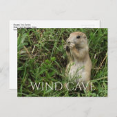 Prairie Hond Staand In Gras, Eten, Wind Grot Briefkaart (Voorkant / Achterkant)