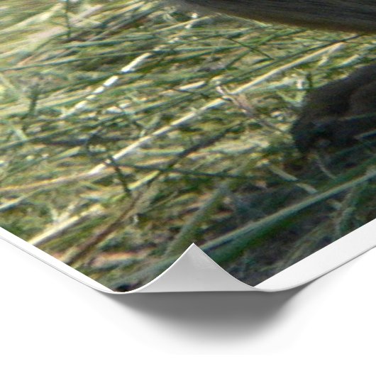 PRAIRIE HONDEN DIE LANGEN POSTER (Hoek)