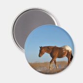 Prairie Horse Magneet (Voorkant / Achterkant)