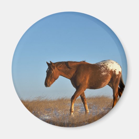 Prairie Horse Magneet (Voorkant)