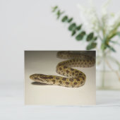 Prairie King Snake Briefkaart (Staand voorkant)