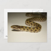 Prairie King Snake Briefkaart (Voorkant / Achterkant)