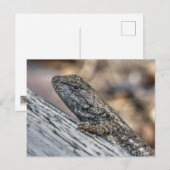 Prairie Lizard Briefkaart (Voorkant / Achterkant)